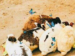 -前小桔亲子创意农场·草莓采摘·露营烧烤