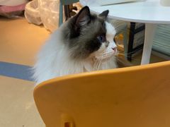 -小叮当动物医院·骨科·眼科