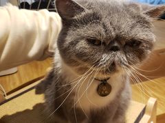 -啵啵喵·猫咖(攀华国际店)