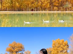 -金塔沙漠胡杨林景区
