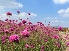 -径山花海