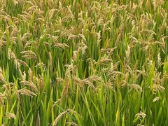 -丫丫蟹庄·苏式园林农家乐·阳澄湖大闸蟹(阳澄湖莲花岛店)