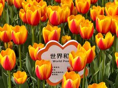 -荷兰花海