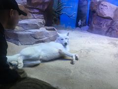 -芜湖新华联大白鲸海洋公园