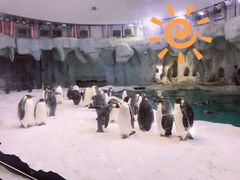 -帝企鹅自助餐厅•儿童岛•真企鹅(长隆企鹅酒店)