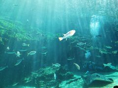 -西海国立公园九十九岛水族馆