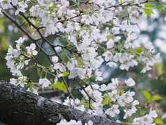 -武汉大学-樱园