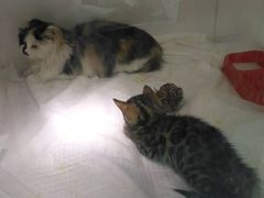 -瑞派·关忠动物医院·异宠专科·犬猫肿瘤·皮肤专科(望京店)