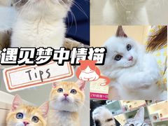 -lincat·猫舍(广州店)