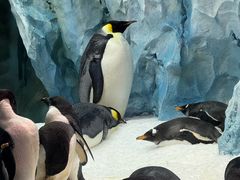 -帝企鹅自助餐厅•儿童岛•真企鹅(长隆企鹅酒店)