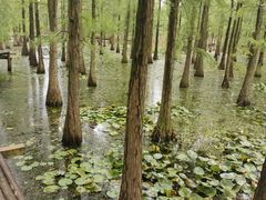 -池杉湖湿地公园