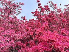 -木兰云雾山