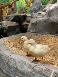 -Zoolung Zoolung动物主题公园(海信广场店)