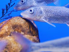 -上海海洋水族馆