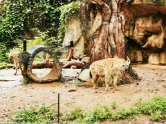 -清迈夜间动物园