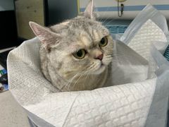 -纳吉亚猫专科动物医院·北北分院