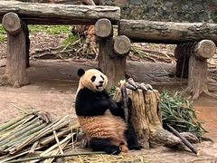-都江堰中华大熊猫苑