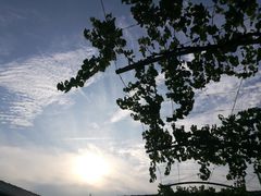 -白鹿原葡萄主题公园