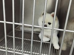 -贝康宠物医院·犬猫全科·小动物特色诊疗中心(东环路店)