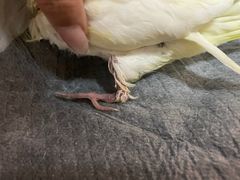 -瑞派·关忠动物医院·异宠专科·犬猫肿瘤·皮肤专科(望京店)