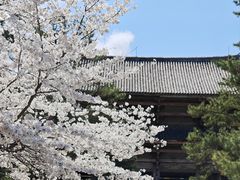 -奈良公园