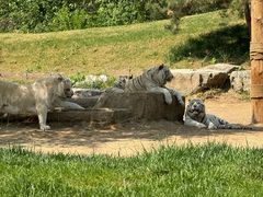 -北京野生动物园