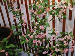 -飞虹鱼馆(春华路店)
