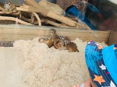 -大连森林动物园