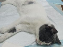 -瑞派长江宠物医院·猫科·外科·24小时夜护(谊城公寓分院)