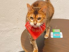 -猫色咖啡·猫咖