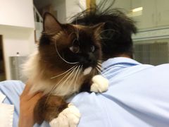 -汪喵宠物医院·骨科心脏影像·犬猫急重症ICU诊疗中心(成华分院)