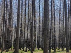 -黄海国家森林公园