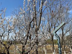 -永定河休闲森林公园