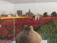-荷兰花海