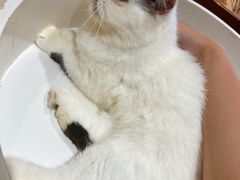 -藏猫猫咖啡主题馆(中央大道店)