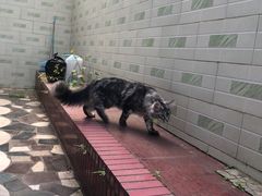 -十年猫舍·猫咪专门店(普陀店)