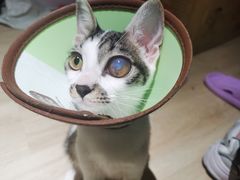 -御宝贝·A梦猫科宠物医院(国际猫友好医院)