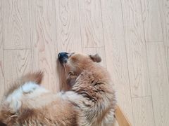 -派联宠物医院·24h·CT·异宠