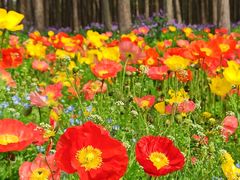 -上海共青森林公园