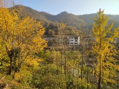 -千年银杏谷文化旅游区