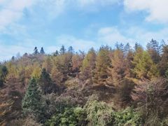 -武陵山森林公园