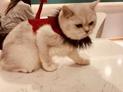 -飞行喵MR PILOT|猫舍·猫咖(静安大融城店)