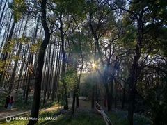 -上海共青森林公园