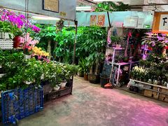 -花鸟鱼虫鲜花绿植市场(玉泉路店)