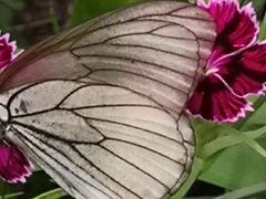 -莲花山花海