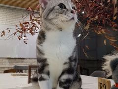 -咖法森林·咖啡  酒吧(天河店)