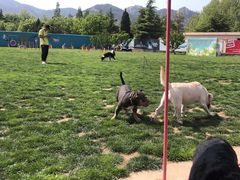 -趣玩宠物乐园寄养训犬训狗游泳池