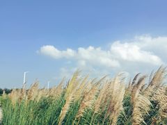 -小洋口旅游度假区