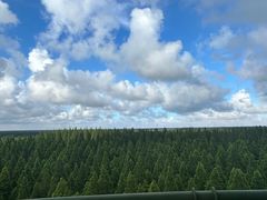 -黄海国家森林公园