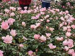 -人民公园(罗湖区)